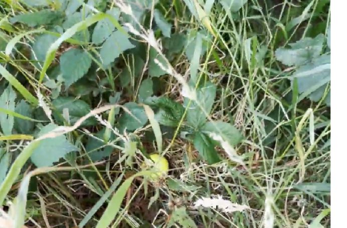 Yellow ball found and in play