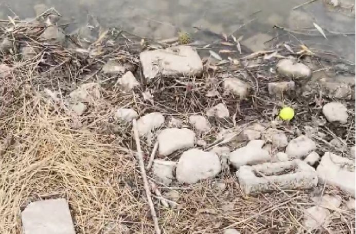 Play it where it lies to save a shot